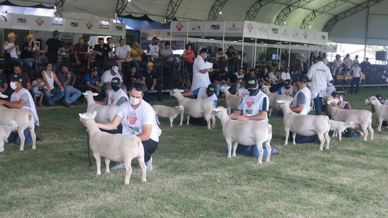 2ª FENOVI terá julgamentos ranqueados pela ABCDorper